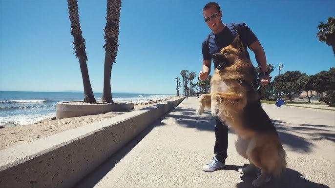 Dogs Experiencing The Beach For The First Time Ever